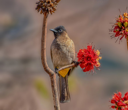 Animal, Animals, Beautiful, Bird, Finch, Flowers, Jay, Nature, Photography, Plant, Pollen